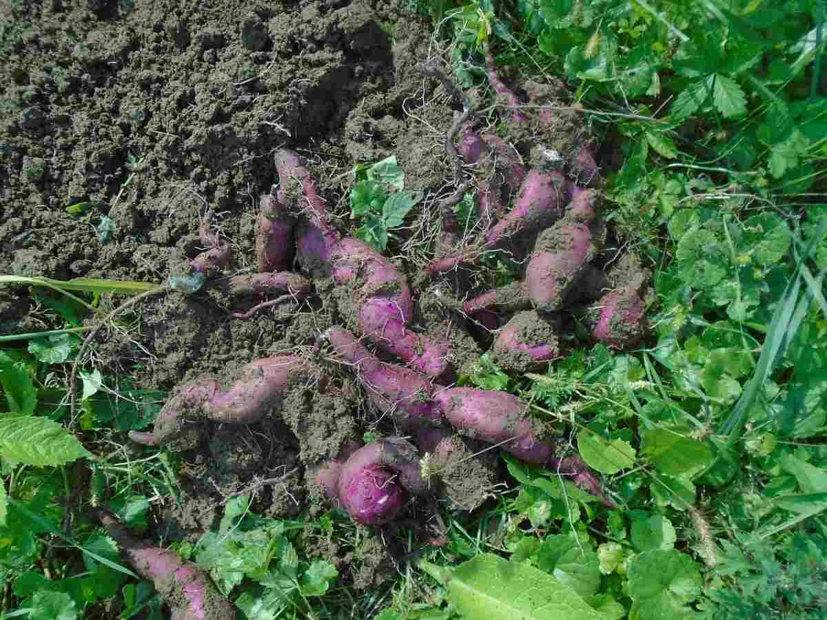 How To Grow Sweet Potatoes