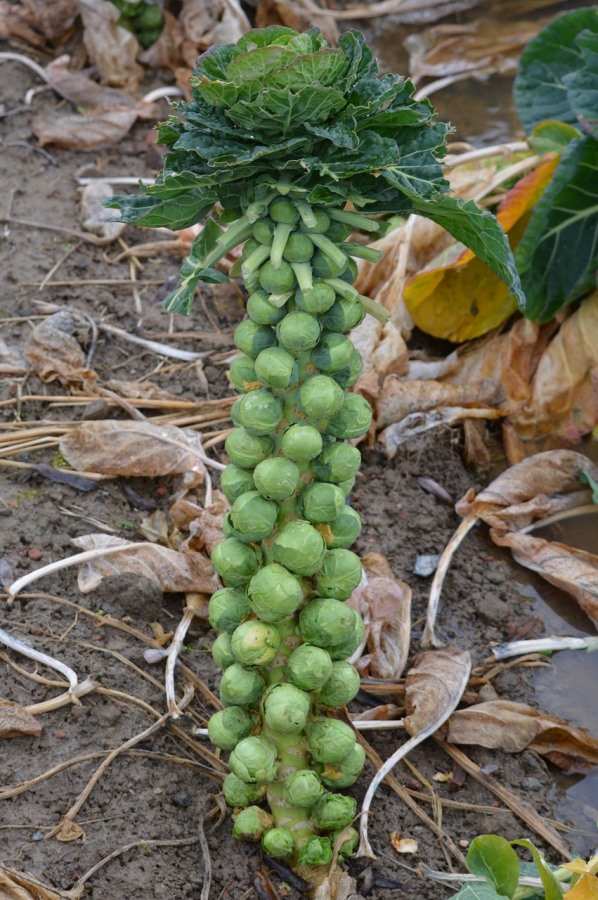 Growing Brussels Sprouts in the USA