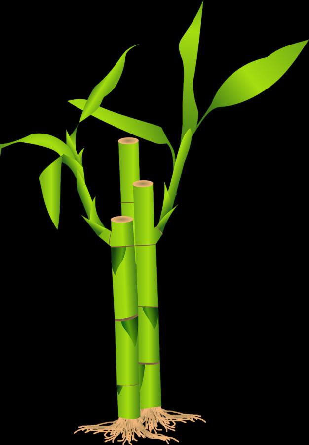 Bamboo Plant