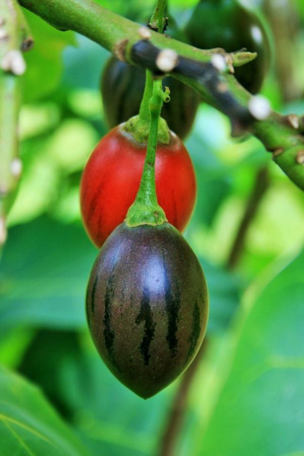 Tamarillo fruits