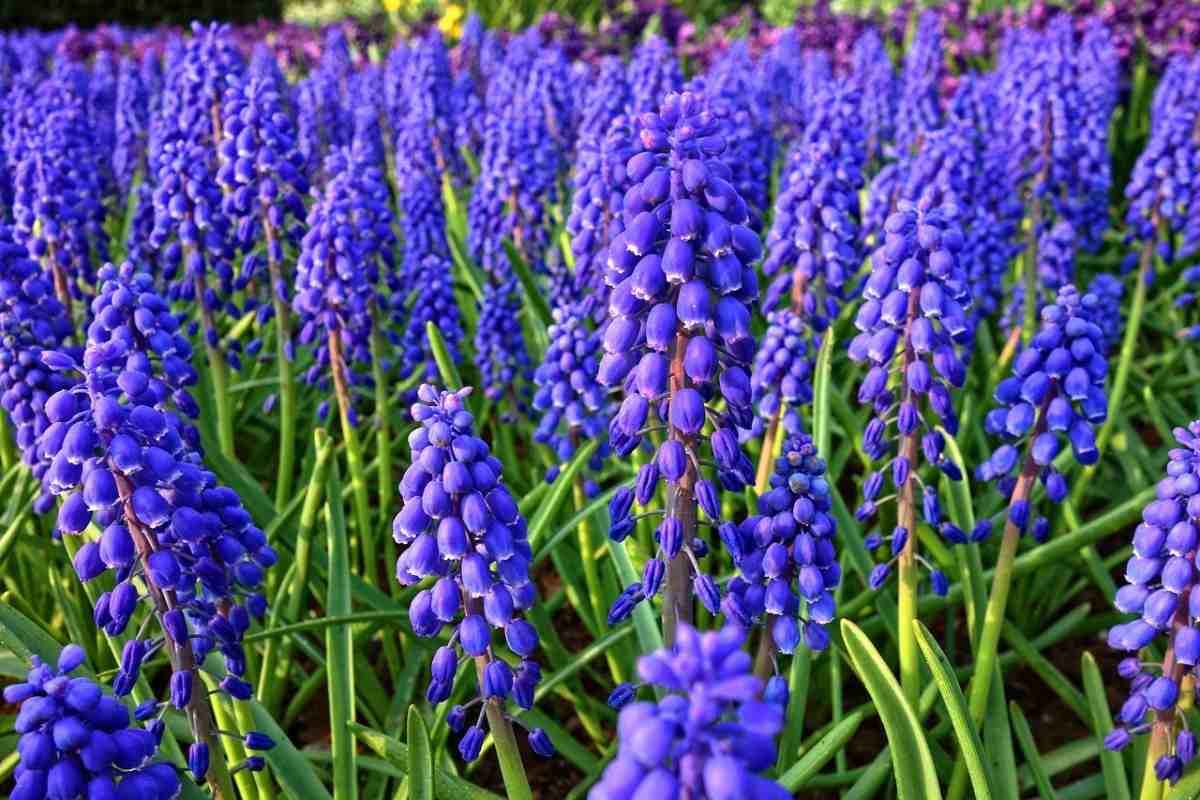 How To Start Hyacinth Flower Gardening Gardening Tips