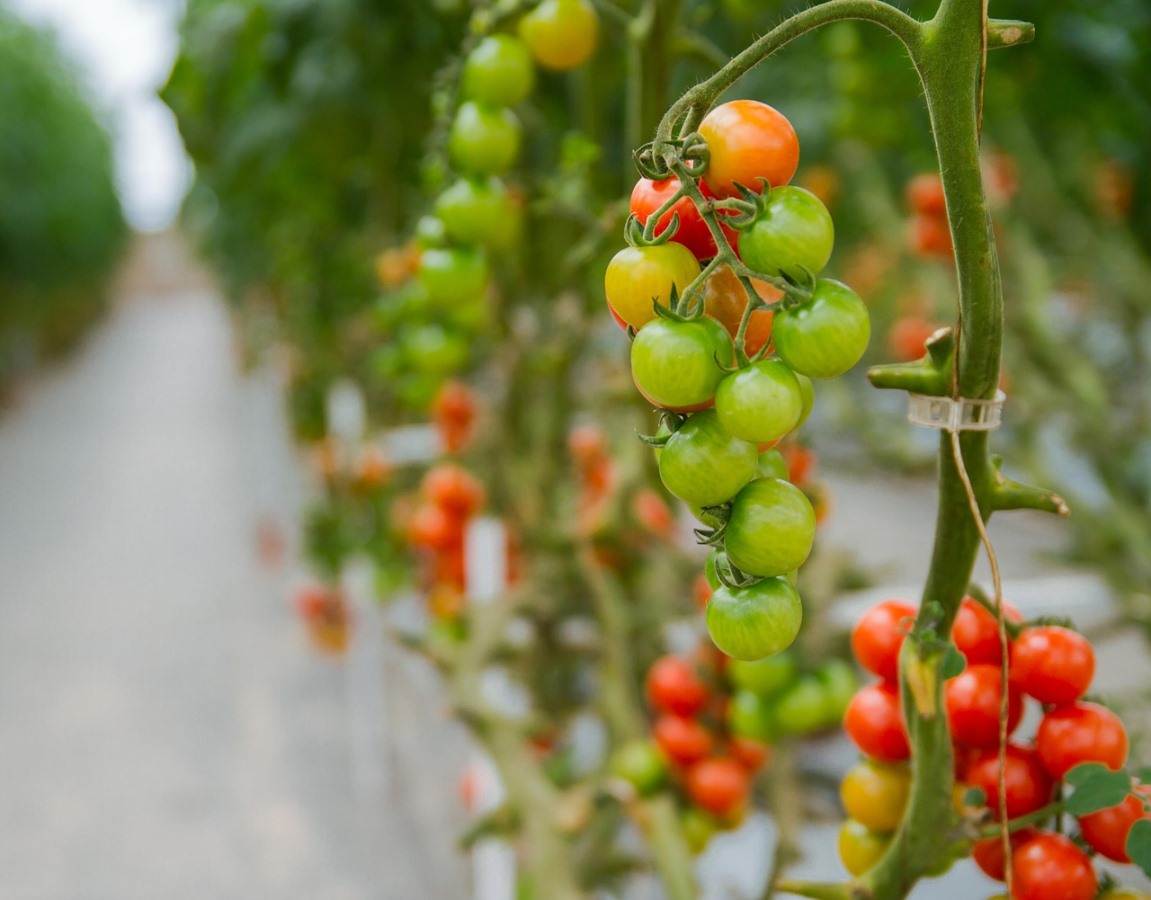 Hydroponic Tomatoes