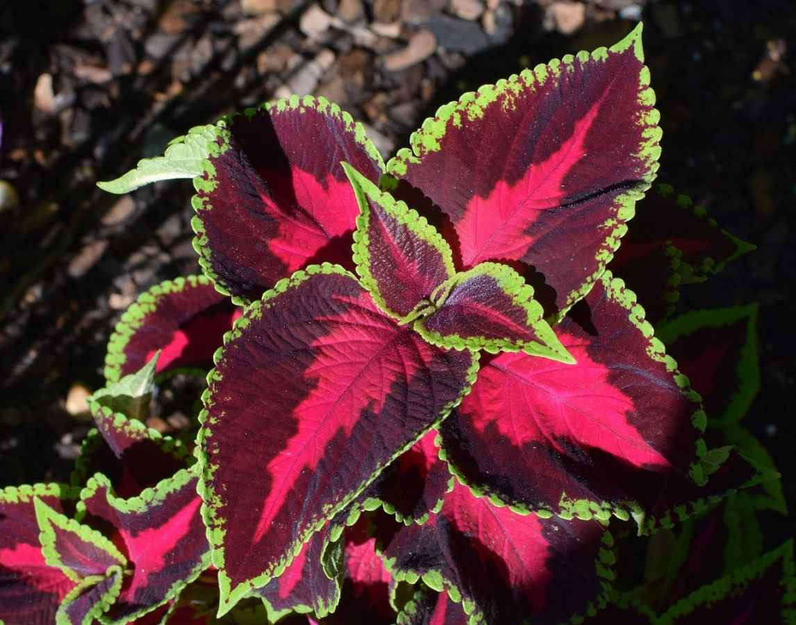 Growing Coleus Indoors, Coleus Types, Coleus Care Gardening Tips
