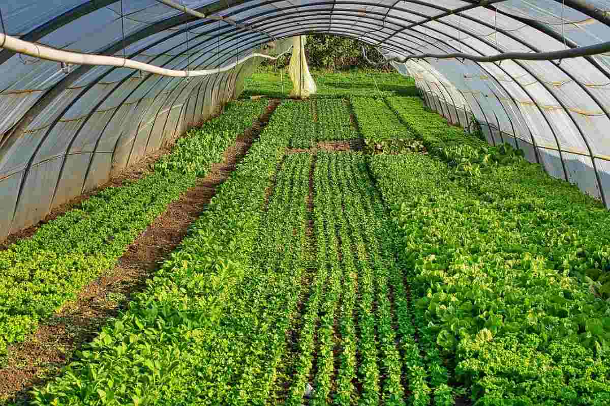 Growing Leafy Greens in the Greenhouse
