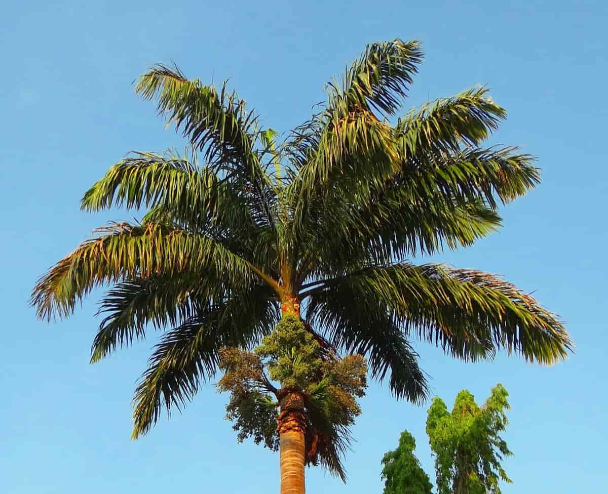 Guide To Growing Palm Trees Planting and Care