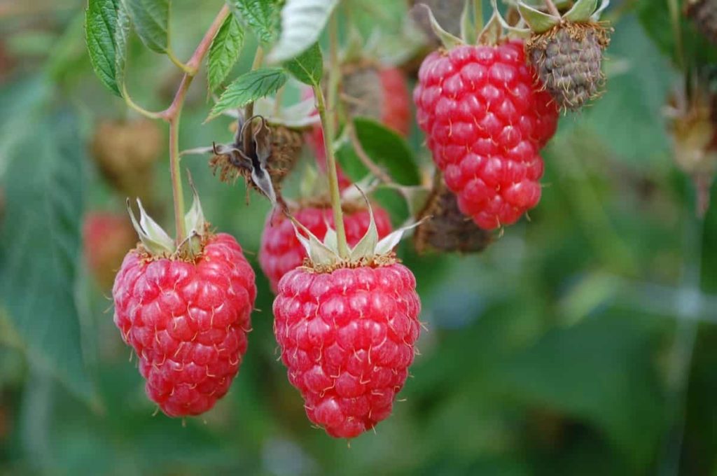 6 Best Fertilizer For Raspberries Read A Topic Today