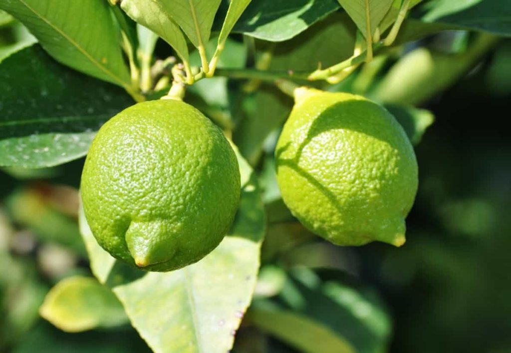 24 Common Lemon Tree Problems How to Fix Them, Solutions, and Treatment