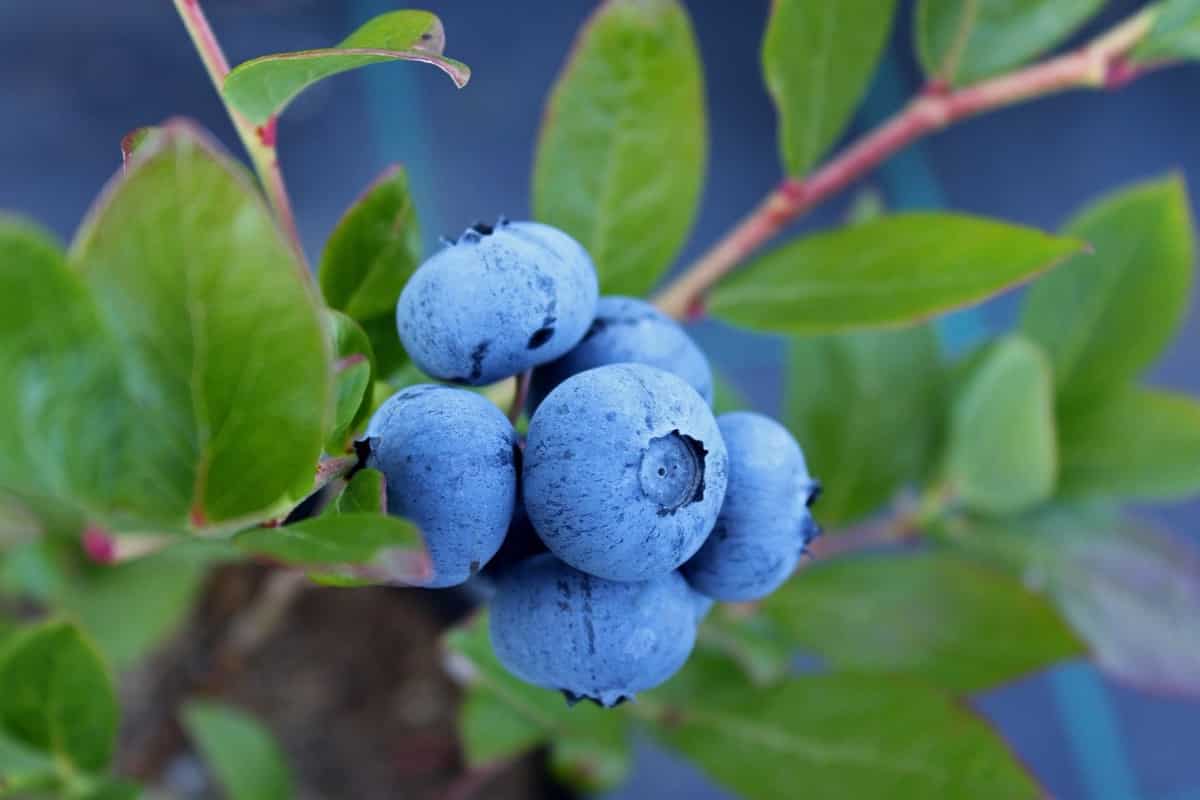 17 Common Blueberry Plant Problems How to Fix Them, Solutions, and Treatment