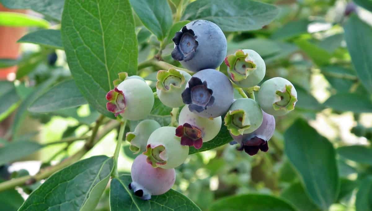 17 Common Blueberry Plant Problems How to Fix Them, Solutions, and