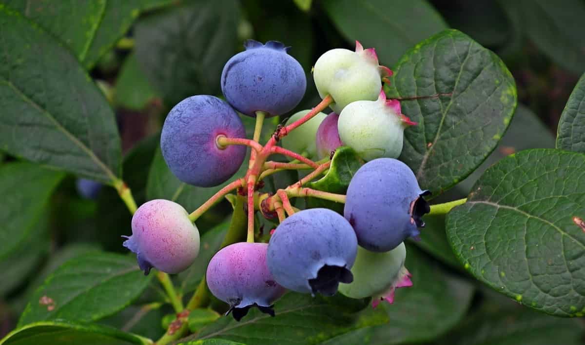 17 Common Blueberry Plant Problems How to Fix Them, Solutions, and