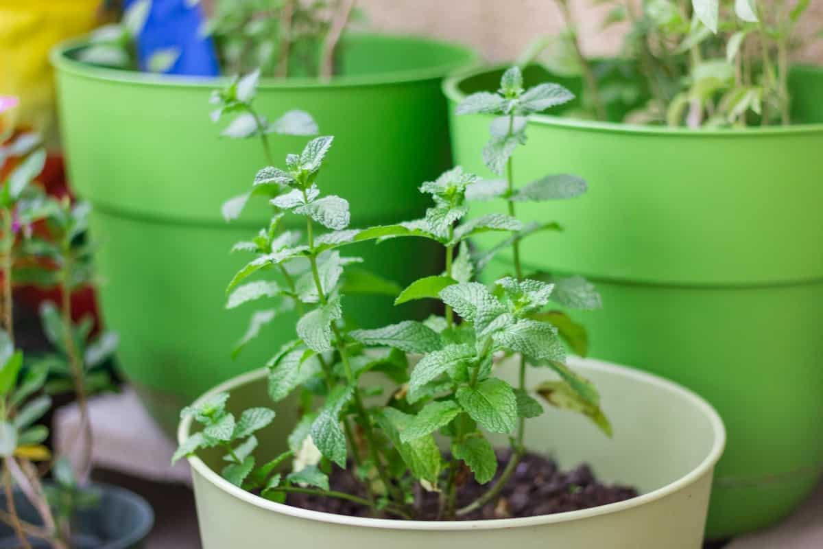 18 Common Mint Plant Problems How to Fix Them, Solutions, and Treatment
