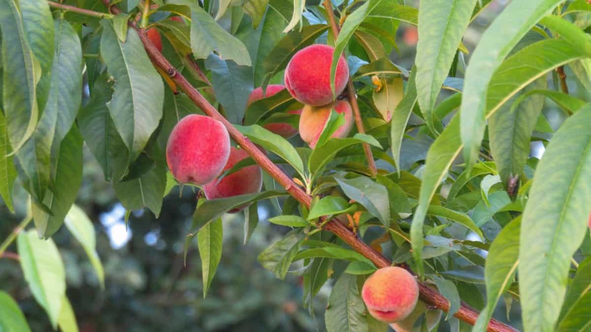 15 Common Peach Tree Problems How to Fix Them, Solutions, and Treatment