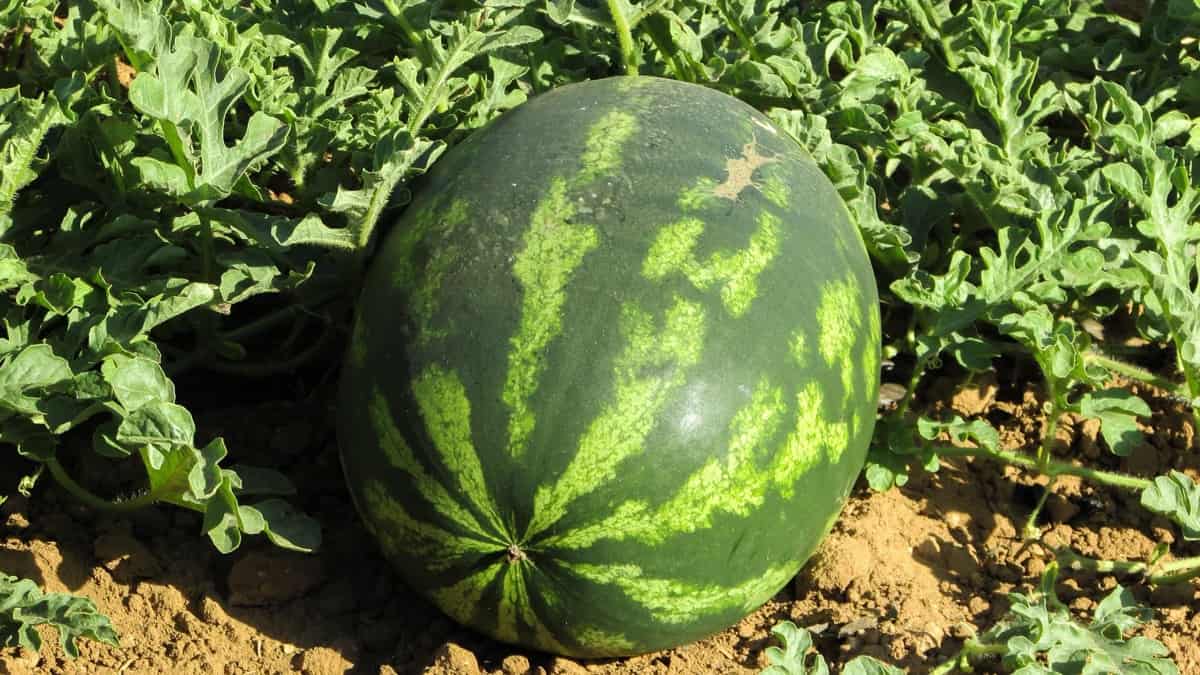 22 Common Problems of Watermelon Plants How to Fix Them, Solutions