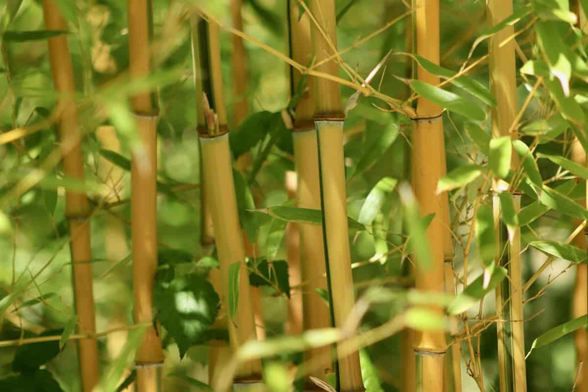 12 Common Bamboo Plant Problems How to Fix Them, Solutions, and Treatment