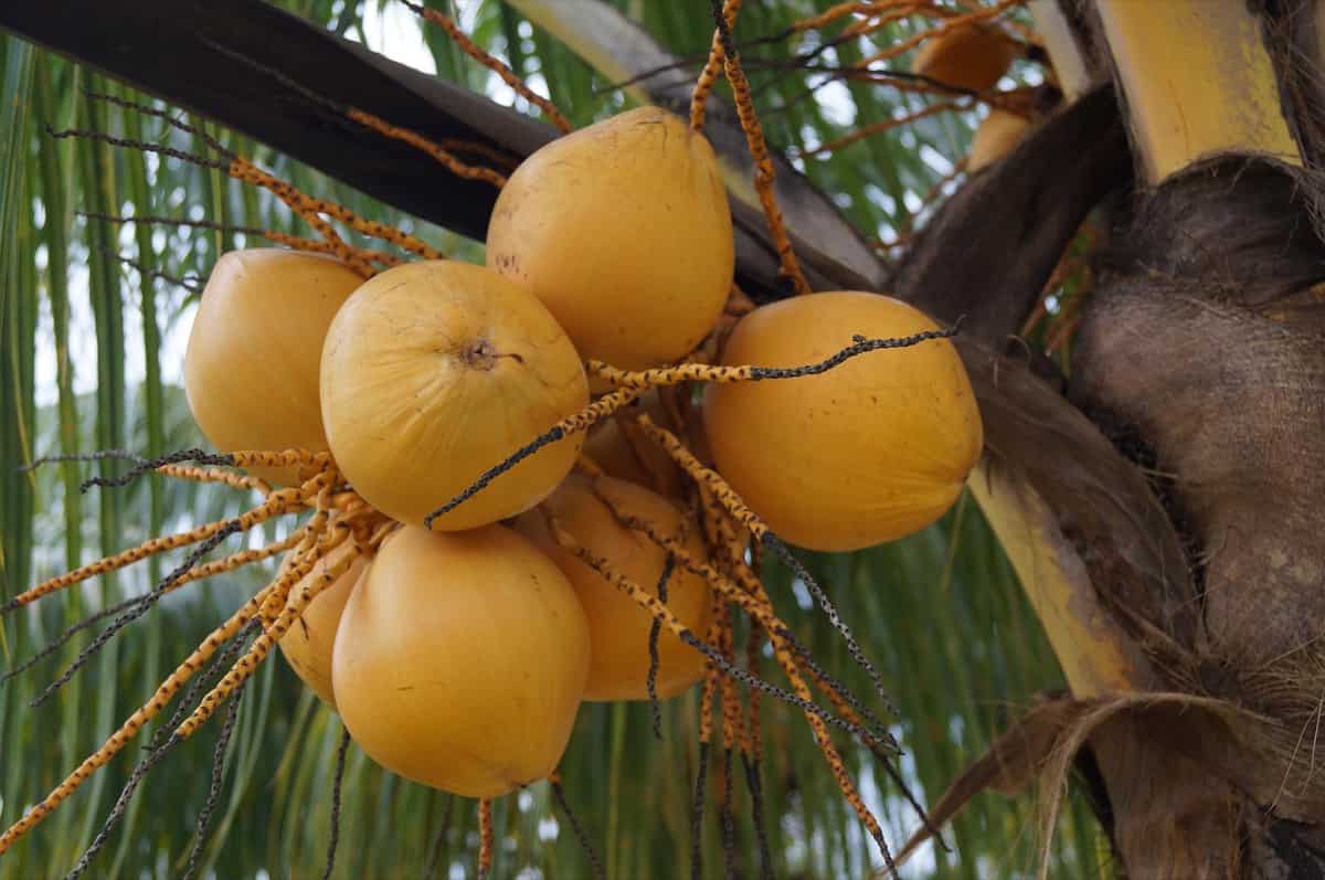 14 Common Coconut Tree Problems How to Fix Them, Solutions, and Treatment