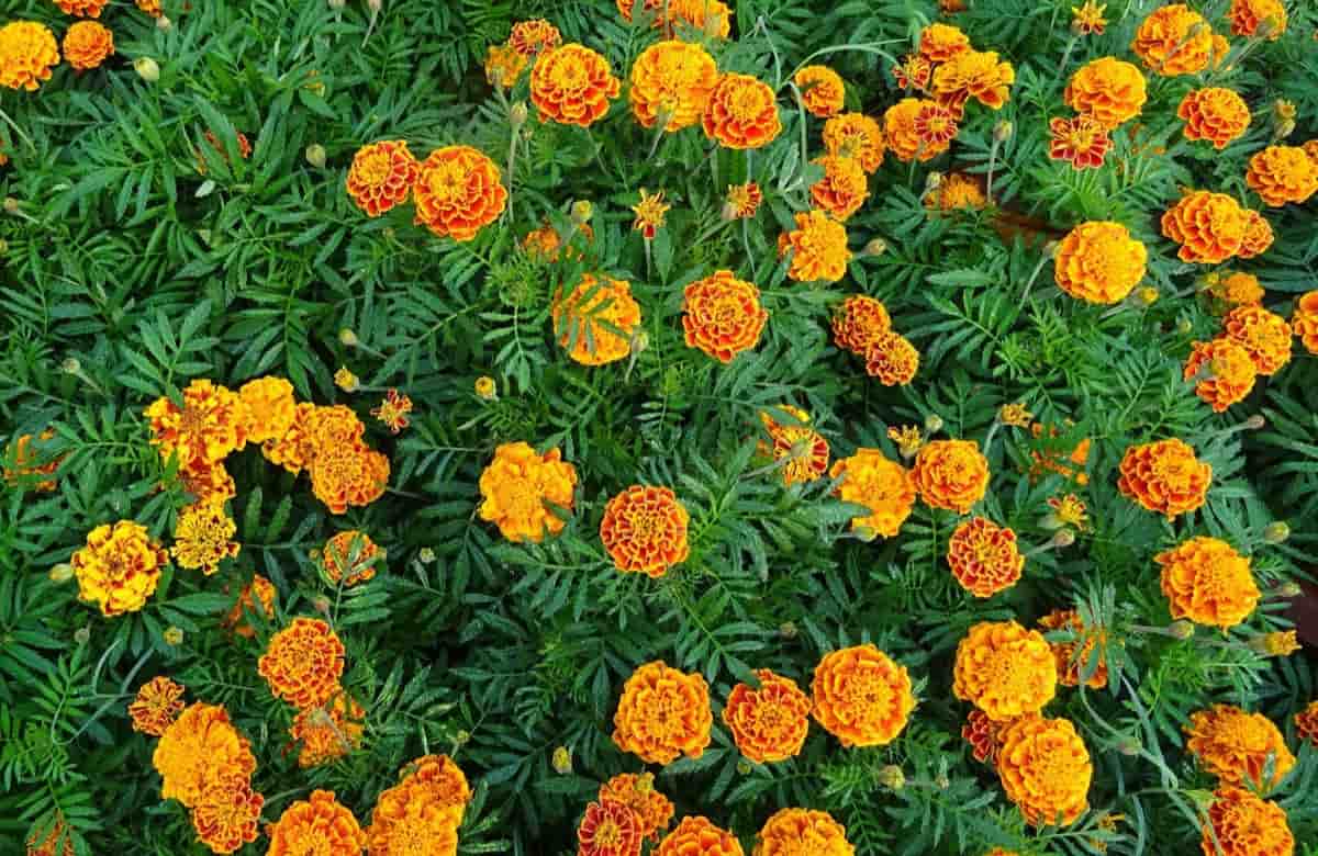 20 Common Marigold Plant Problems How to Fix Them, Solutions, and Treatment