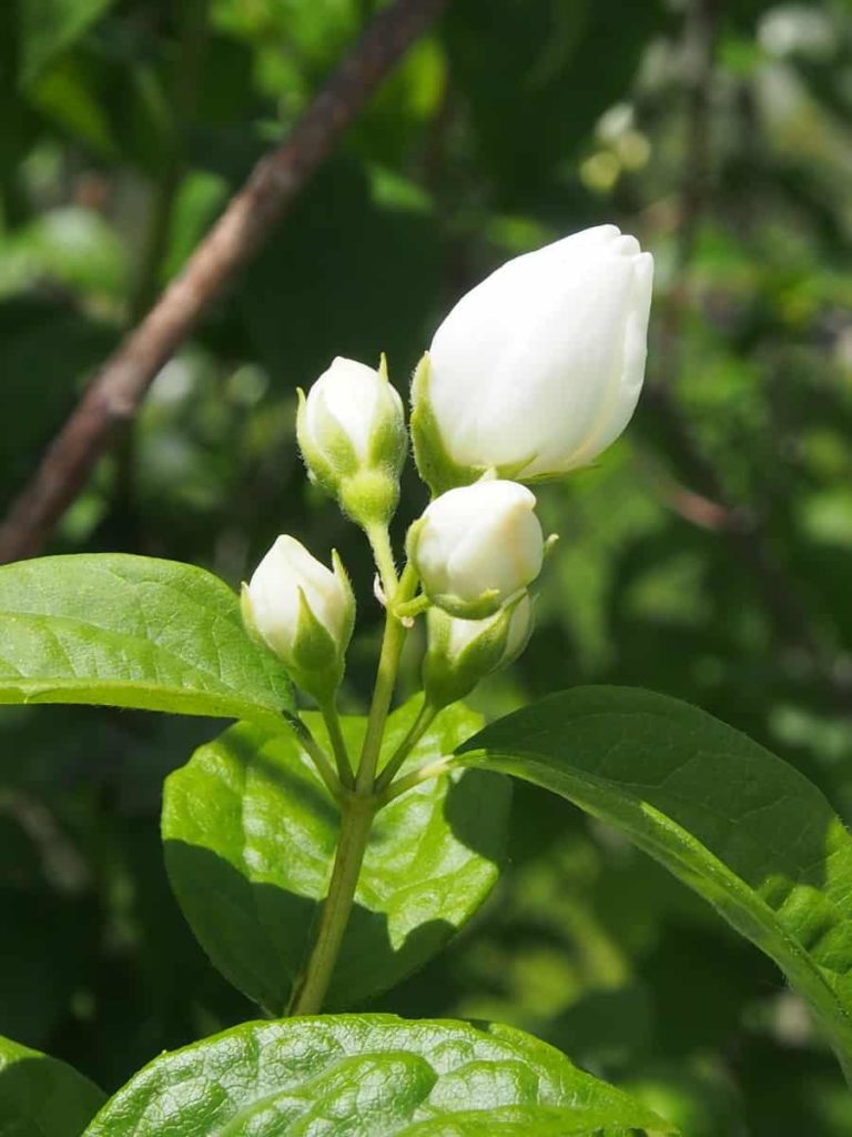 13 Common Jasmine Plant Problems How to Fix Them, Solutions, and Treatment
