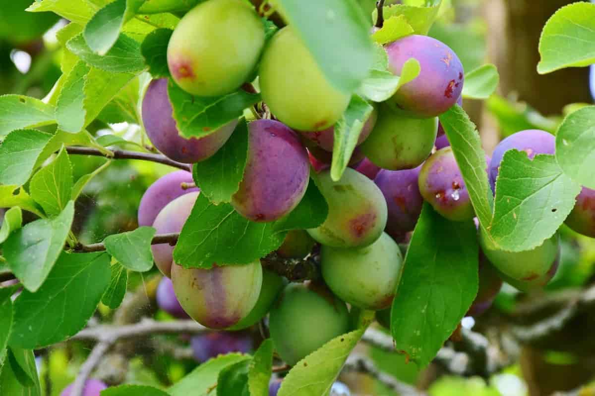 18 Common Plum Tree Problems How to Fix Them, Solutions, and Treatment