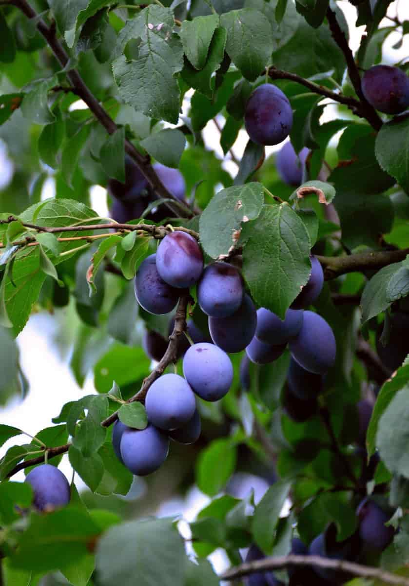 18 Common Plum Tree Problems How to Fix Them, Solutions, and Treatment