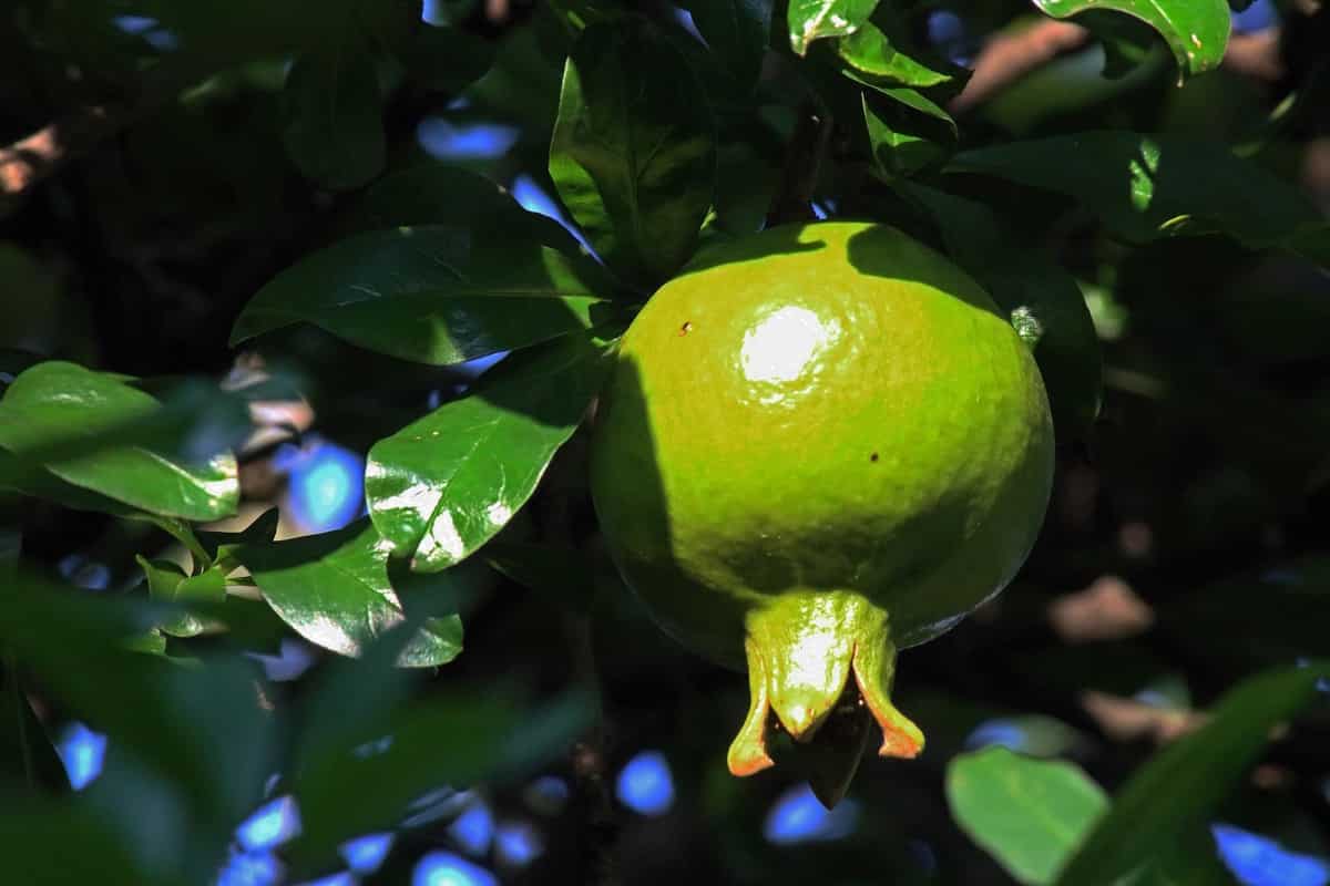 15 Common Pomegranate Tree/Plant Problems How to Fix Them, Solutions