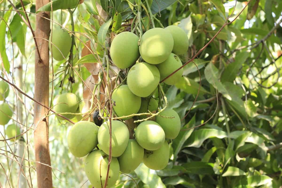How to Prepare the Soil for Mango Trees Tips for Best Soil Mix, pH