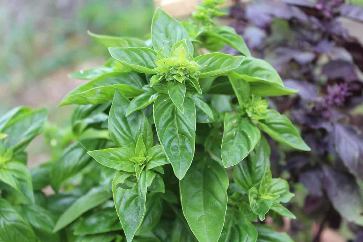 How to Grow Basil from Seed to Harvest Check How this Guide Helps