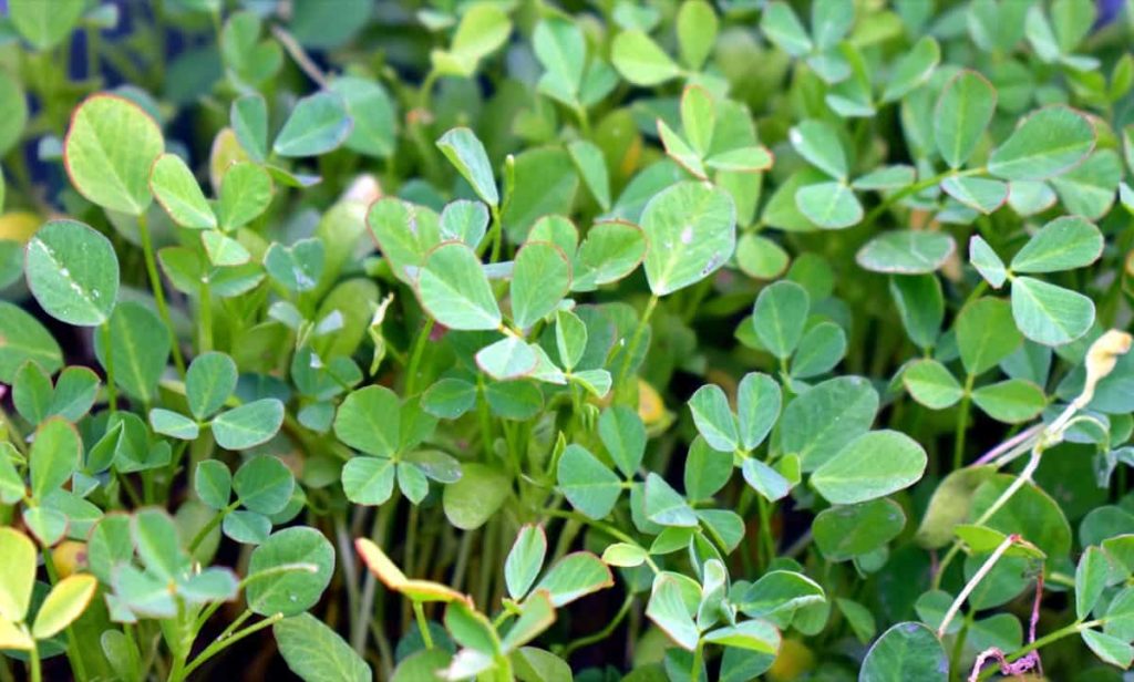 How to Grow Fenugreek/Methi from Seed to Harvest