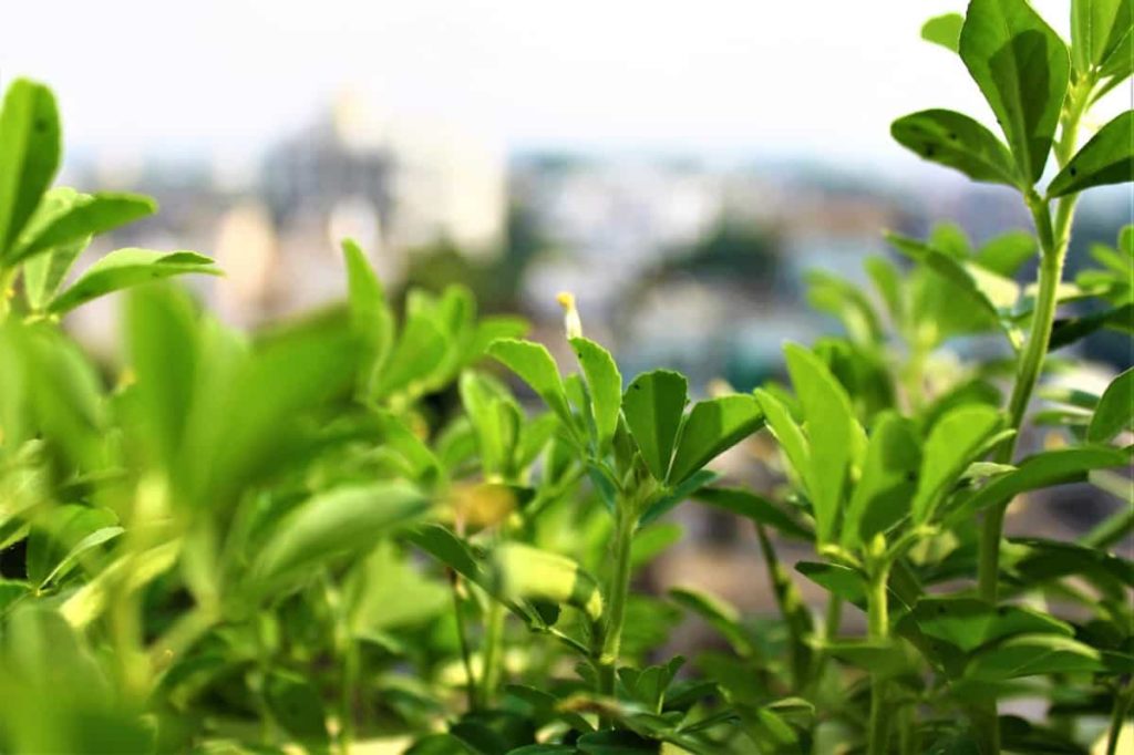 Fenugreek