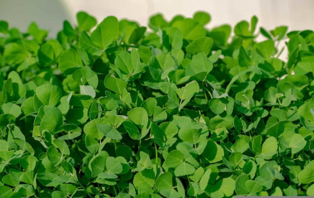 Fenugreek Farming