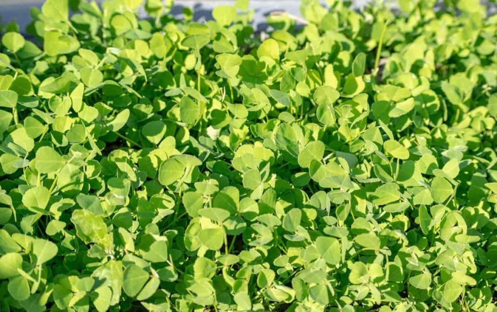 Fenugreek Garden