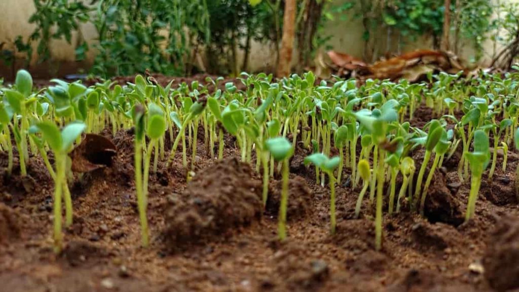 Fenugreek Seedlings
