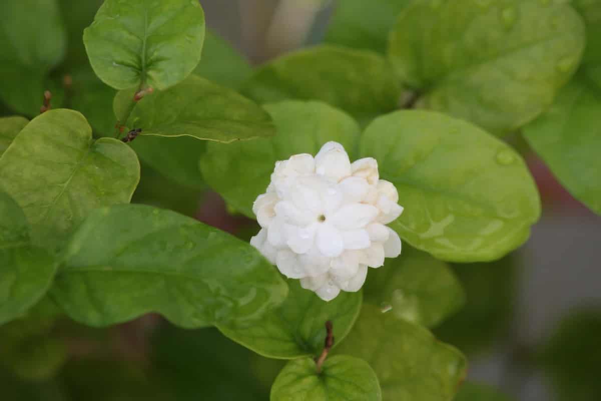 How to Plant Jasmine from Cuttings A Complete Growing Guide for Beginners