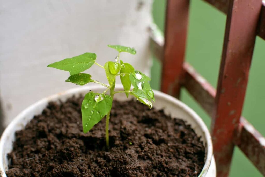 Seedling in Balcony