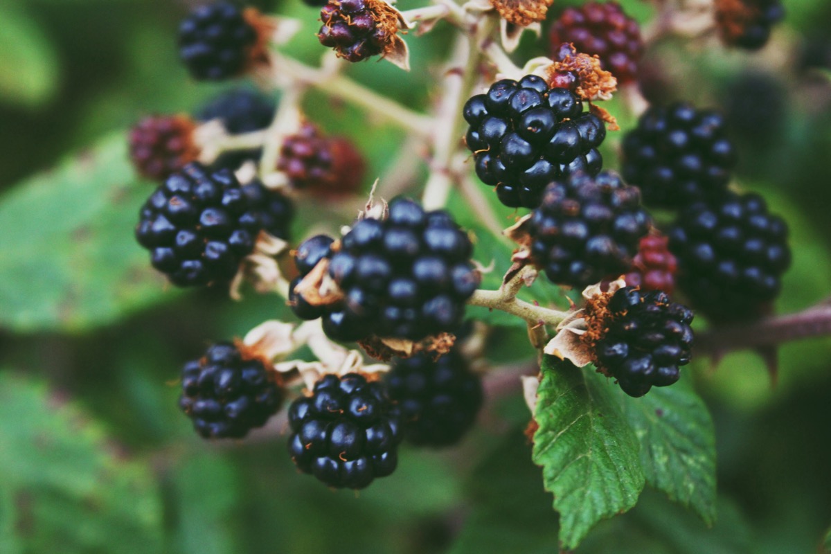 9 Best Berries to Grow in Containers Well Explained in Simple Steps