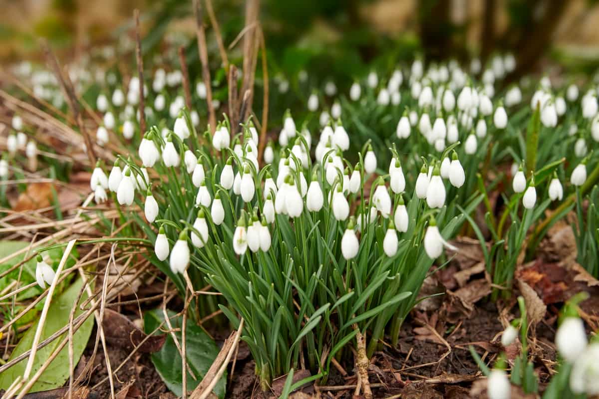 Snowdrops Garden