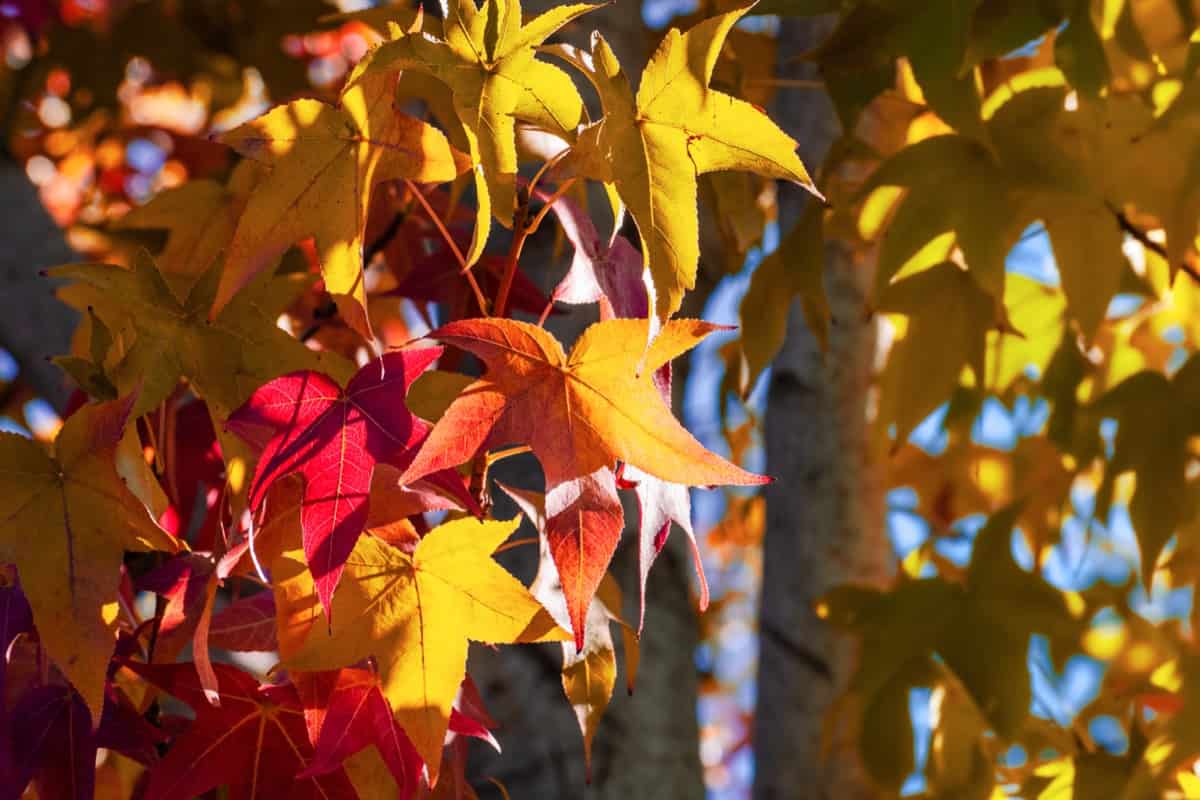 Sweetgum Trees