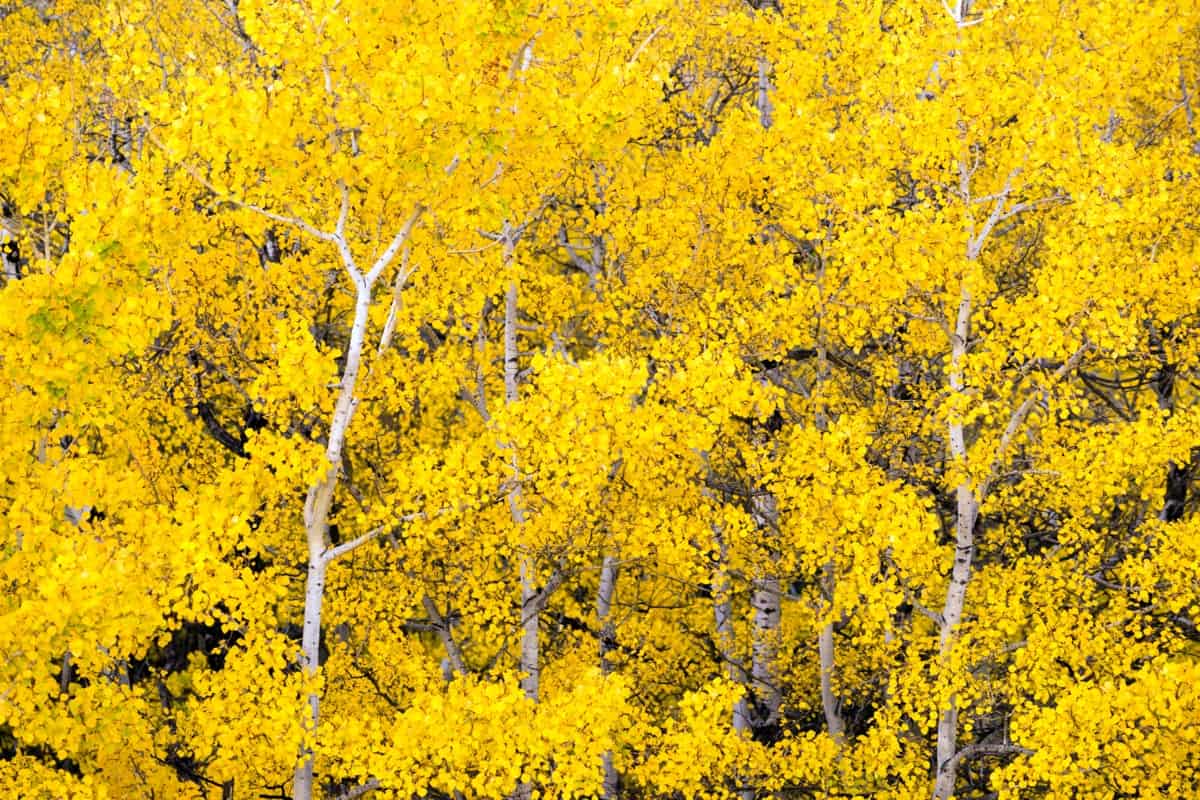 Aspen Trees