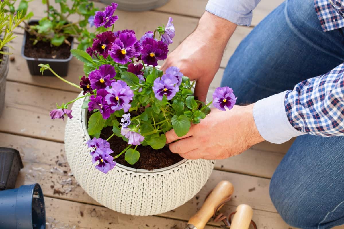 How to Grow and Care for Pansies in Containers A Beginners Guide