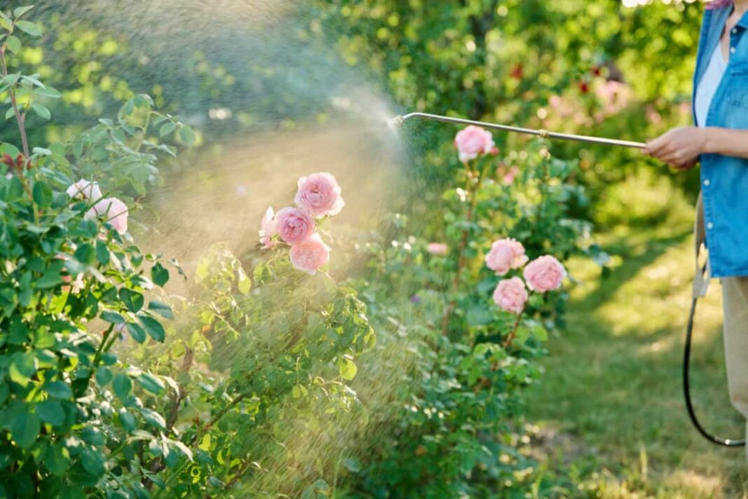 Homemade Insecticide for Roses Homemade Remedies for Natural Pest