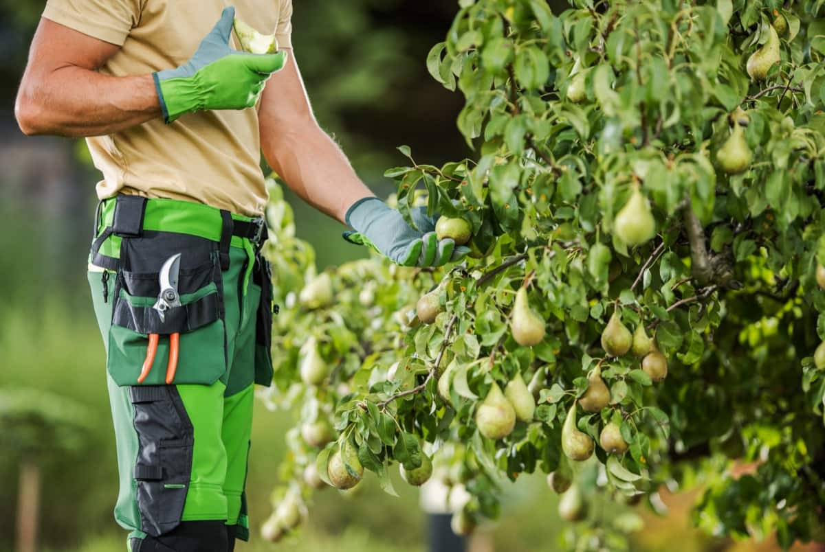 Pear farm management