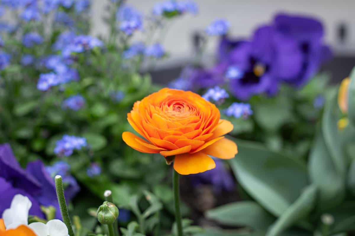 Ranunculus in a flower bed
