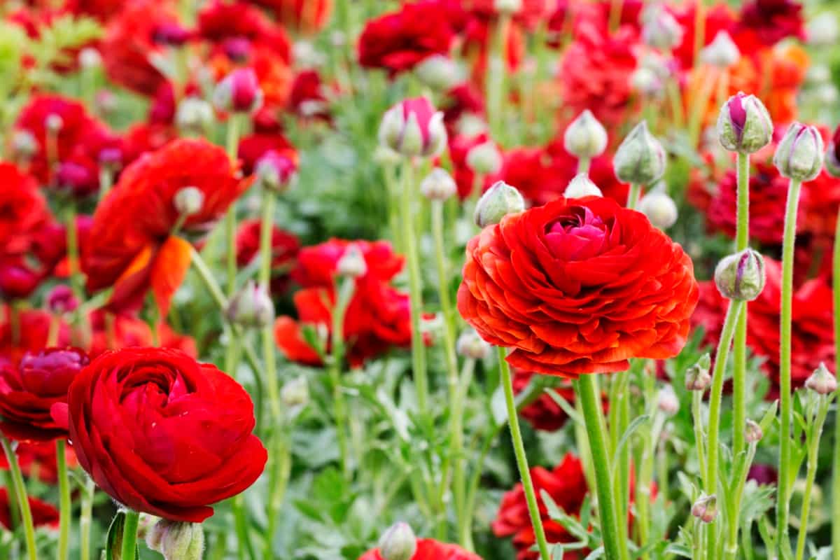 Red ranunculus flowers growing in a flowerbed