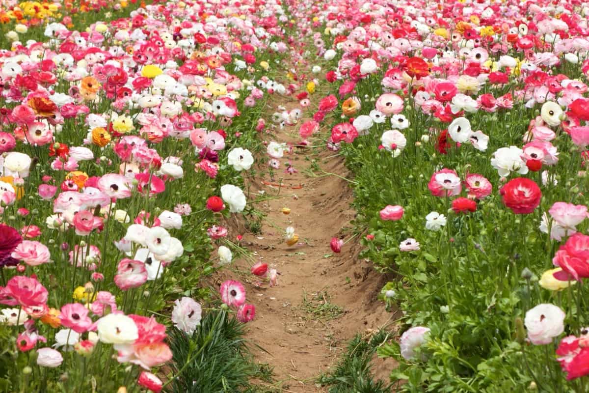 Rows of ranunculus flowers