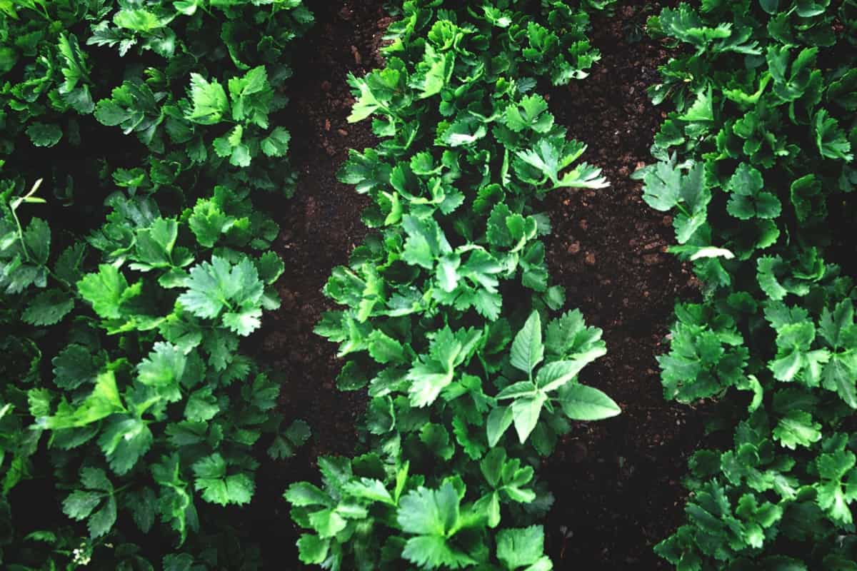 How to Grow and Care for Organic Parsley