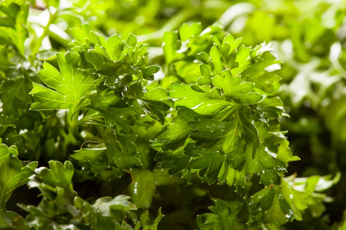 Organic Parsley