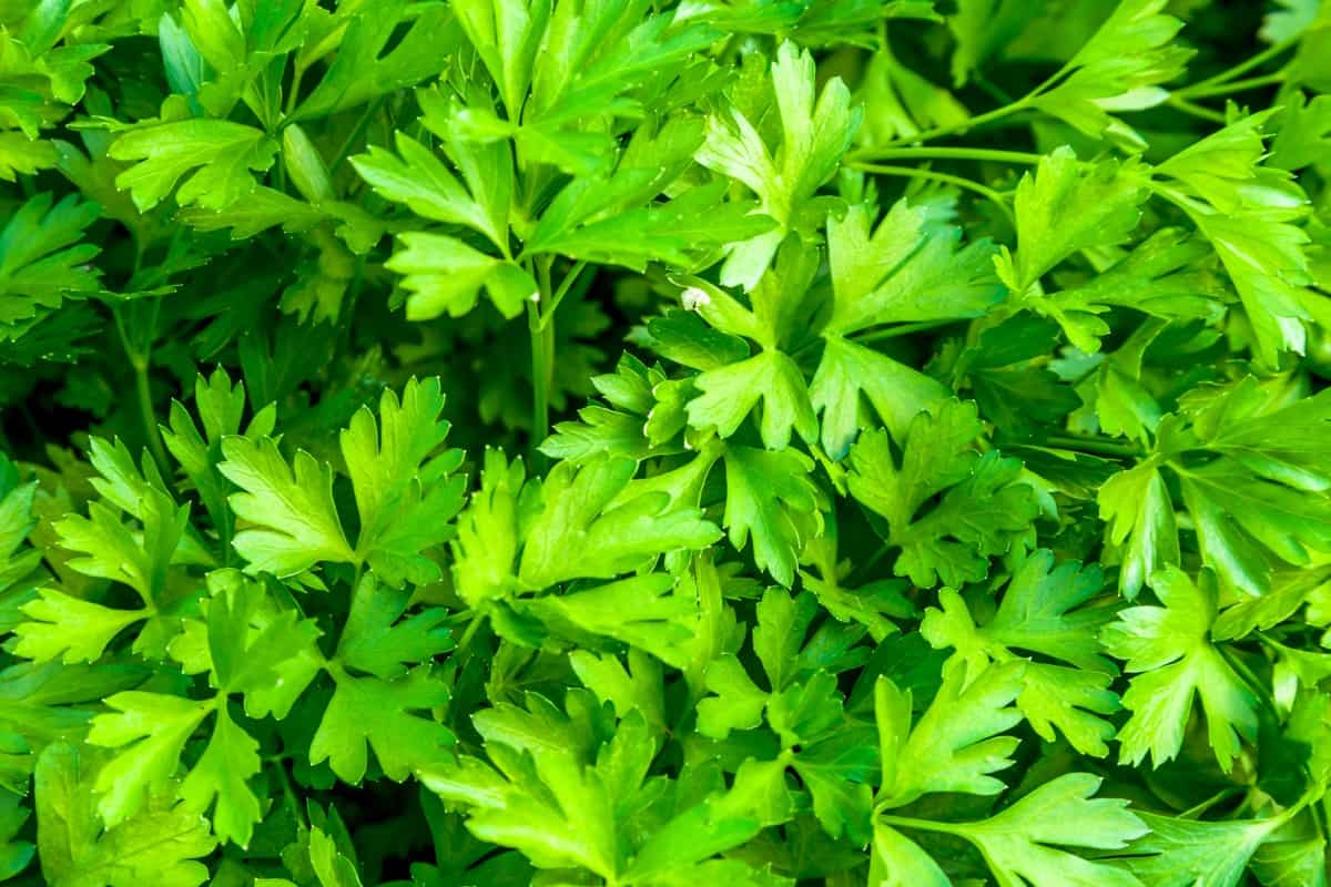 Organic Parsley Farming