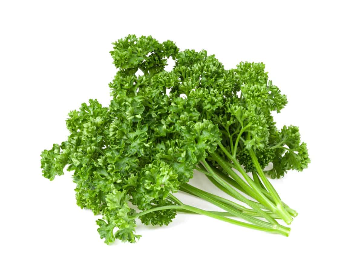 Organic Parsley