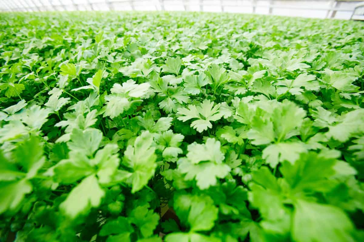 Organic Parsley Farm