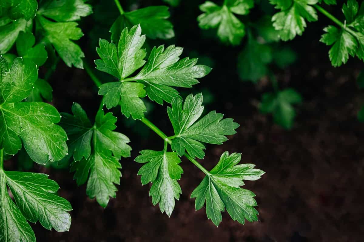 Organic Parsley Plant