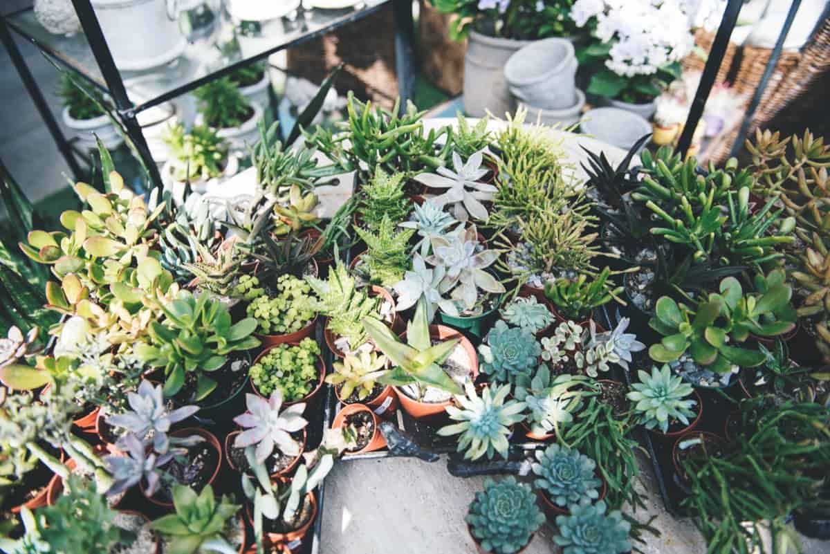 best way to revive a succulent